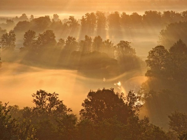 Свет присносущный