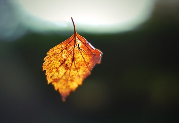 falling_leaf_by_eiran04-580x399.jpg