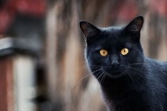 Бояться ли барабашек?