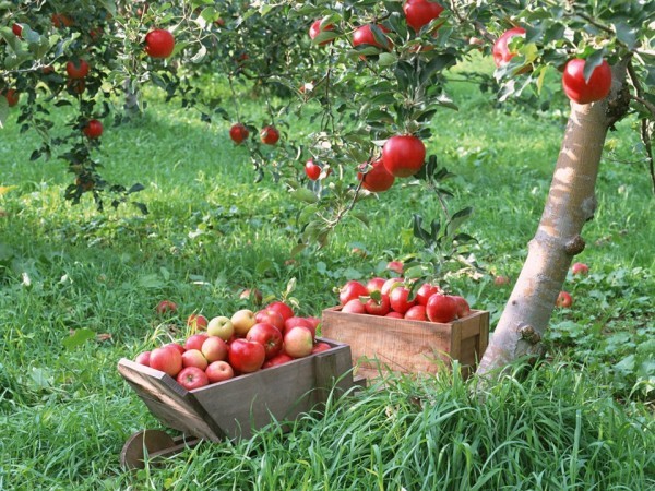 Яблочный Спас в 2017 году. Для чего на Преображение освящают яблоки?