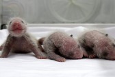 В Китайском зоопарке впервые в мире панда родила тройню (+ВИДЕО)