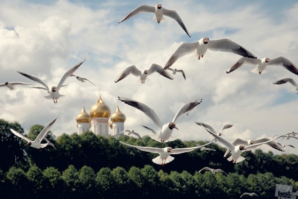Стражи города Река Волга, Ярославль, лето 2014 г. Автор - Андрей Колабухин 