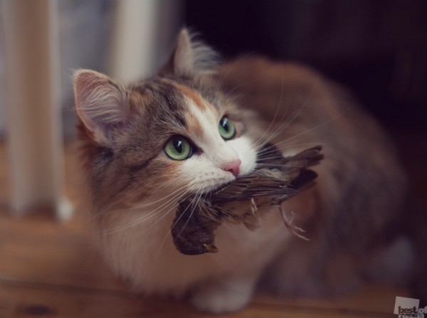 Инстинкт Животный инстинкт есть даже у милой домашней кошки Автор - Олег Токарев 