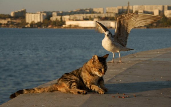 Animals___Cats_The_Seagull_and_the_cat_on_the_shore_075824_