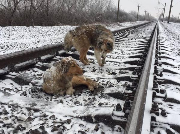 Пес два дня ложился под поезд, защищая другую раненую собаку (+видео)
