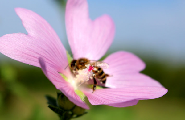 10 фактов о пчелах