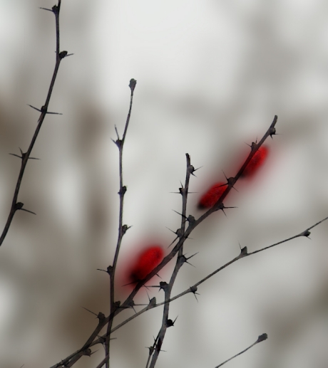 Автор: Tofana. Тернии. www.photosight.ru