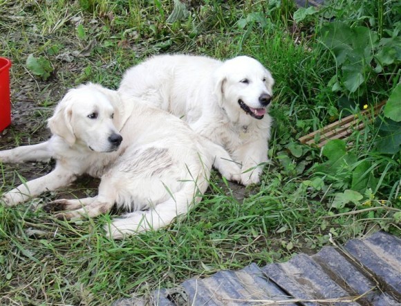 Лечебные собаки