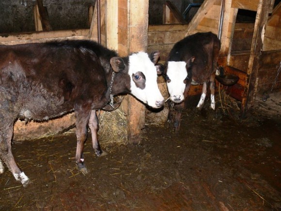 Новорожденные телята