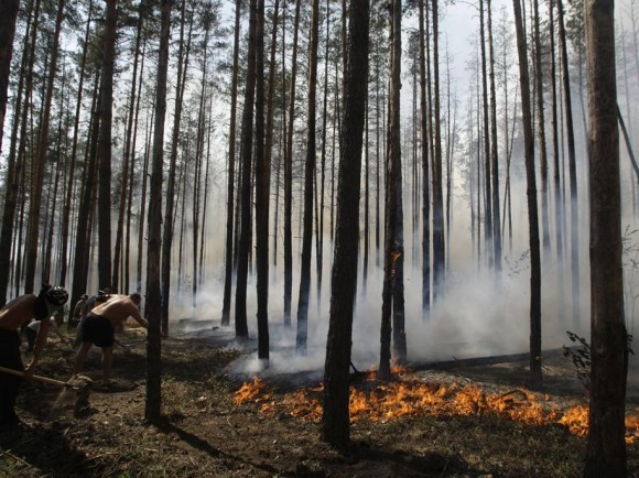 Жители стараются затушить горящий лес Жители стараются затушить горящий лес