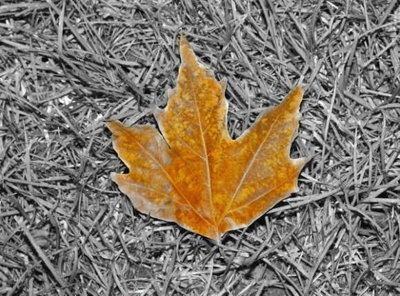 photosight.ru. Фото: Rena Huseynova