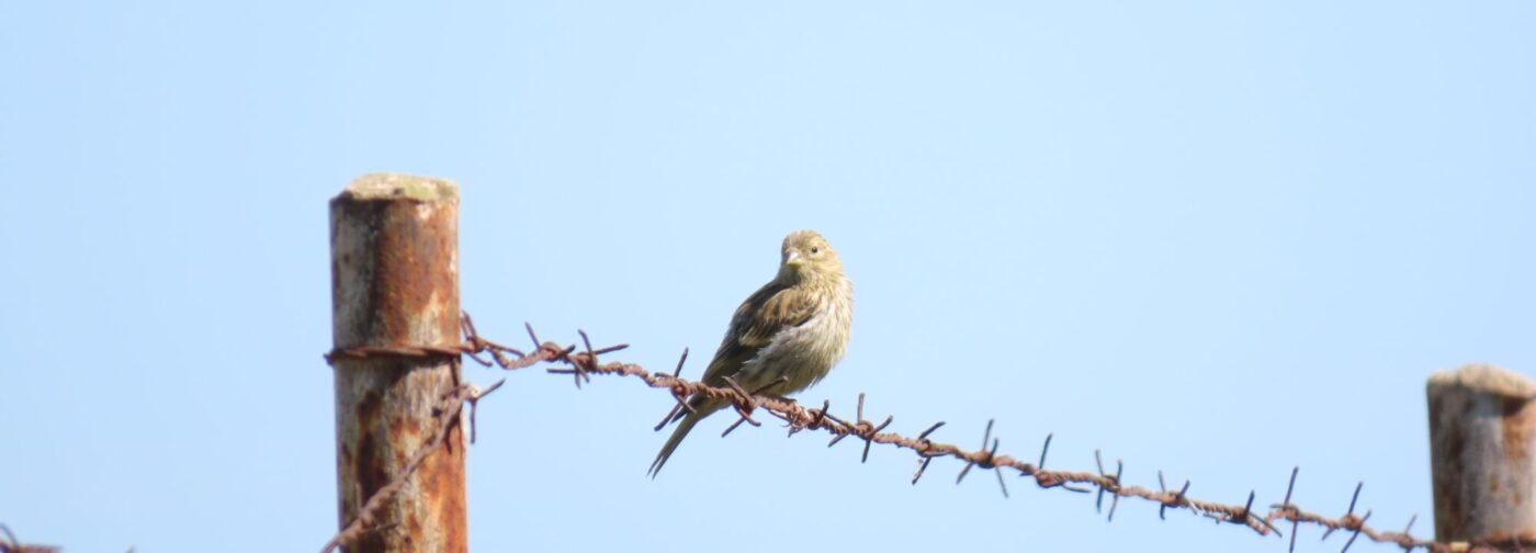 Женщины на фронте: неизвестные страницы войны