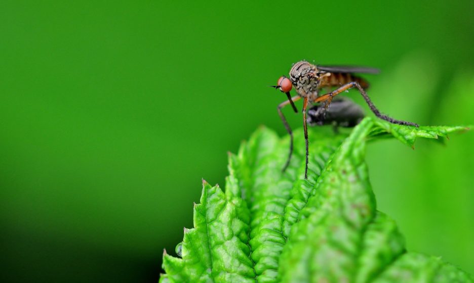 Может ли комар быть переносчиком болезней
