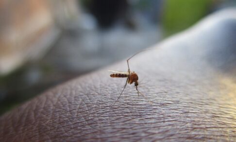 переносят ли комары коронавирус