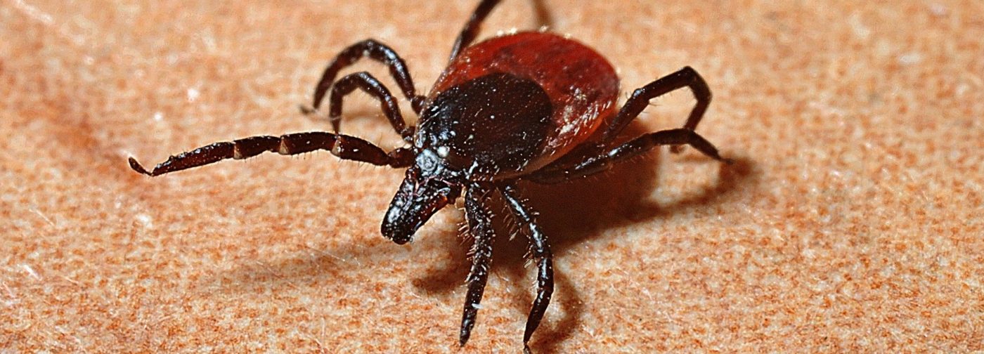 Что делать если укусил клещ?