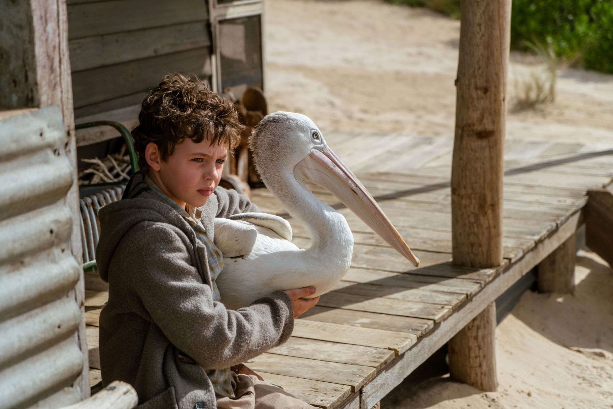 Мальчик и птица сколько. Мой друг Мистер Персиваль (2019). Пеликан Мистер Персиваль.