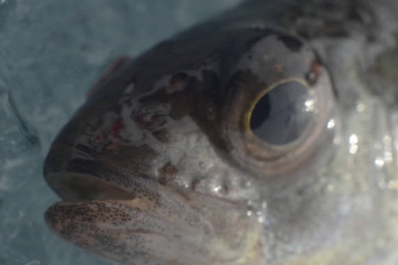 Фото: strelook1, photosight.ru Фото: strelook1, photosight.ru