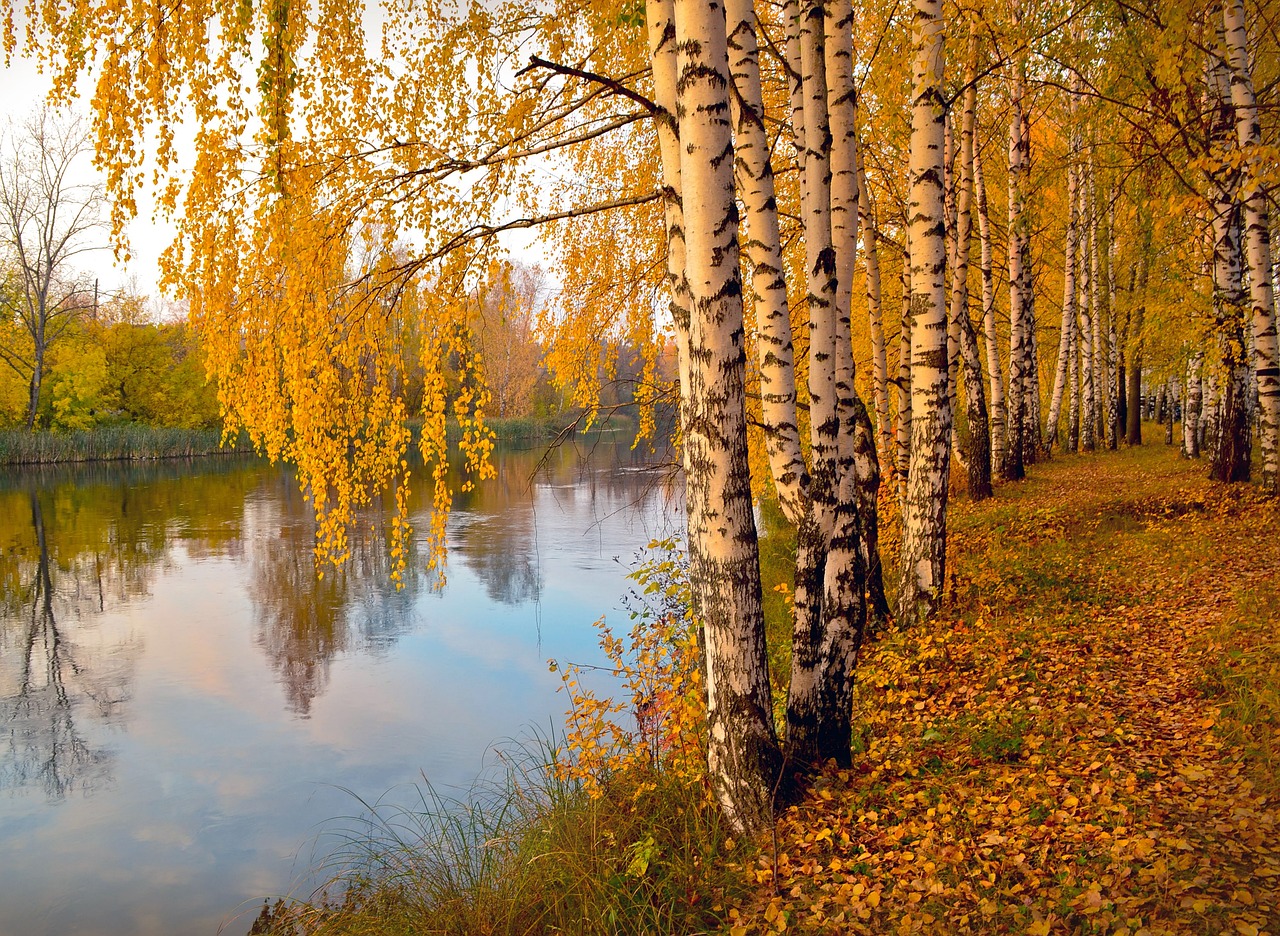 Картинка лист Березы Природа Пейзаж Деревья 2592x1728