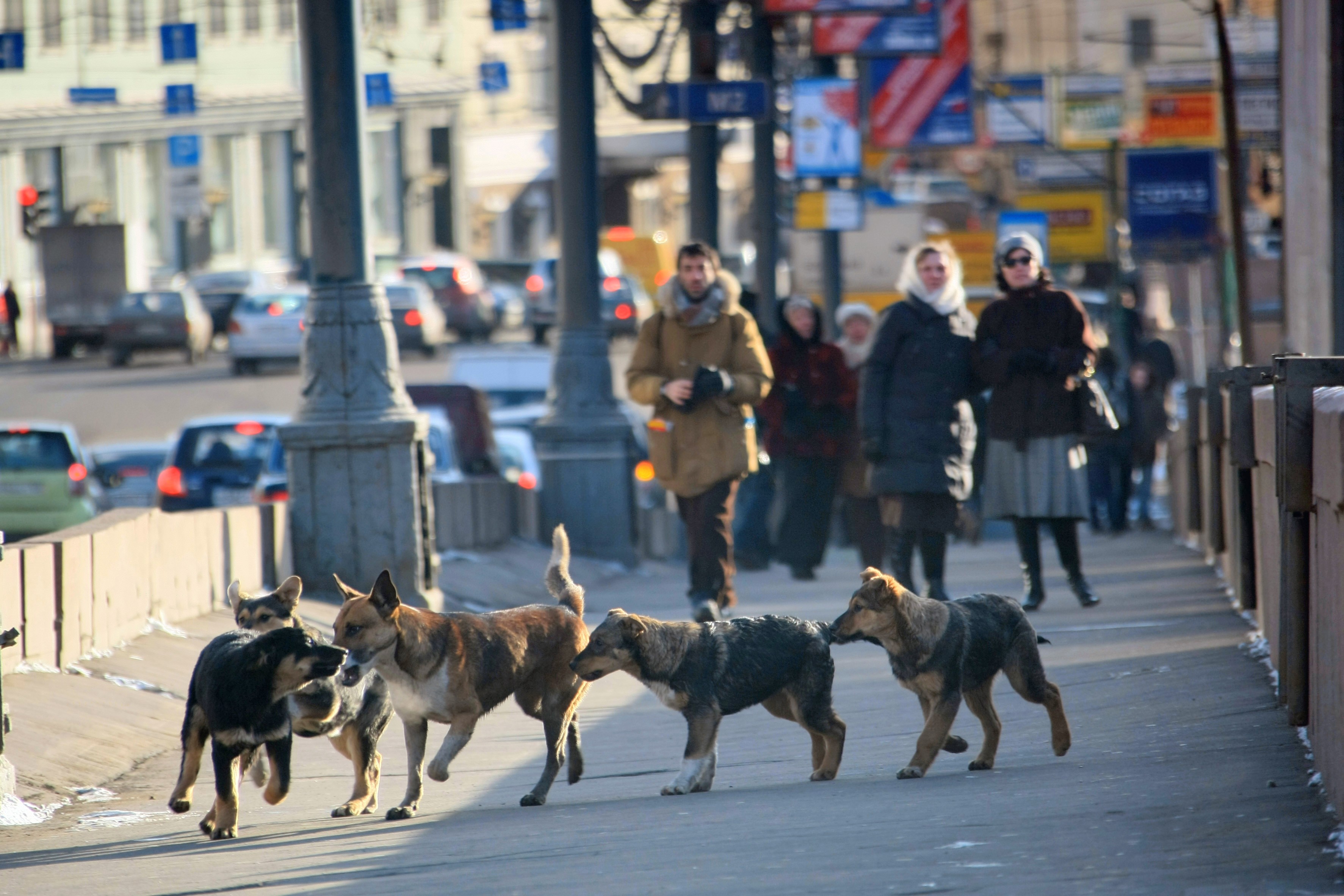 Жизнь собаки на улице. Стаи собак в городе. Бездомные собаки на улице. Бродячие собаки на улице. Город собак.