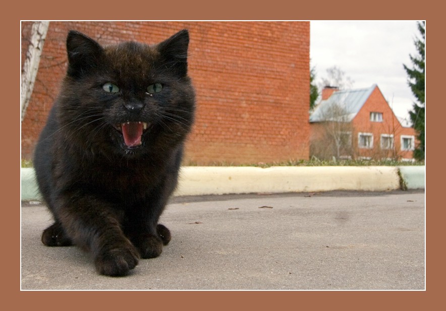 Надо жить припеваючи. Черный кот юмор. Демотиватор с черным котенком. Злой кот демотиватор. Шутка черный кот.