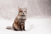 Звери под снегом