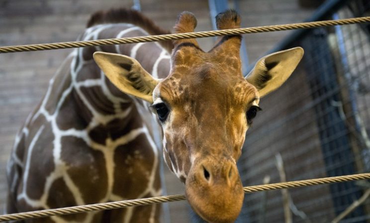 Жираф Мариус