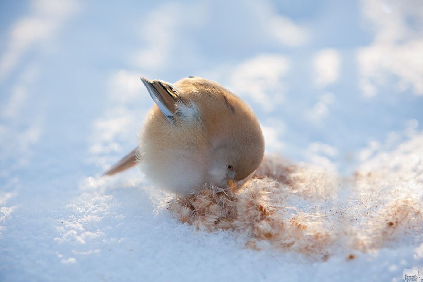 Какие птицы ночуют в снегу. Птенчики зимой. Воробей зимой. Спящие птицы.