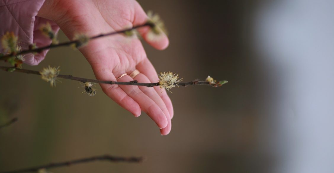 Вербное воскресенье: Какое торжество и какое горе в этом празднике!