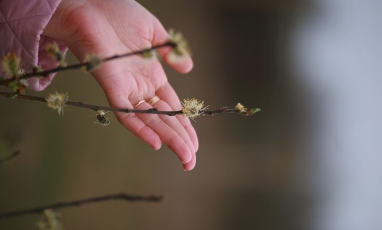 Вербное воскресенье: Какое торжество и какое горе в этом празднике!