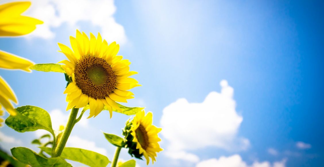 Богоявление: Христос – как солнце, душа – как подсолнух