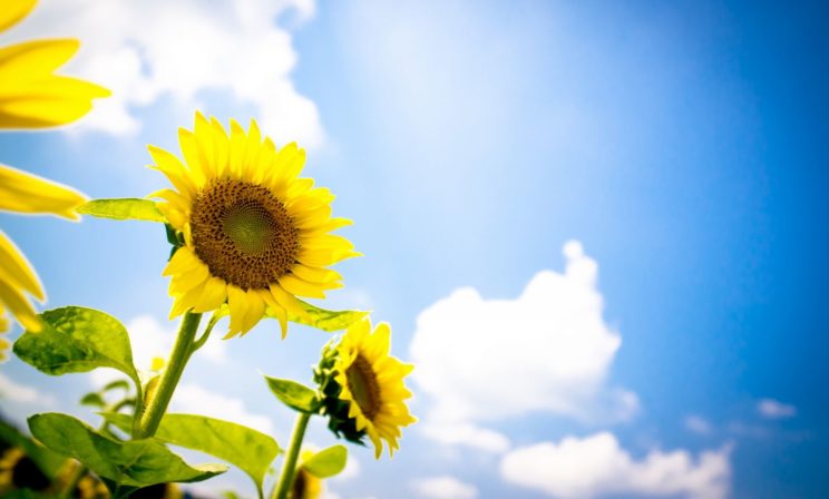 Богоявление: Христос – как солнце, душа – как подсолнух