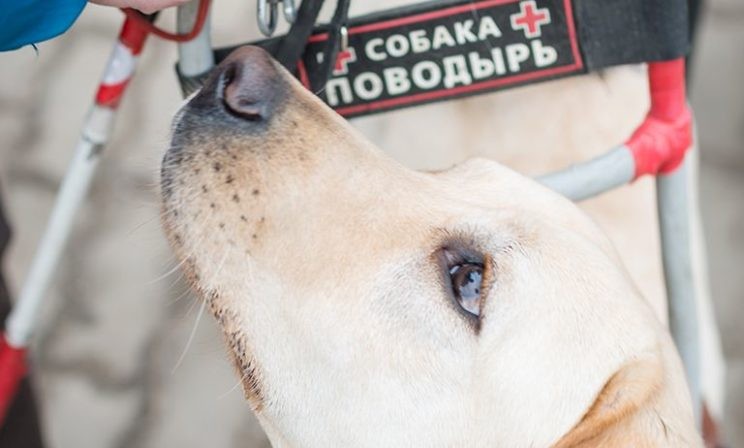 Один день с собакой и белой тростью