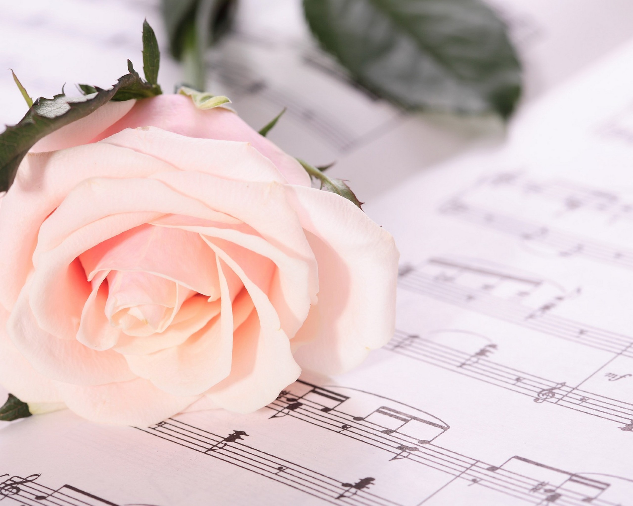 Песня красивый учитель. Ноты и цветы. Цветы для музыканта. Музыкальные картинки. Музыкальный фон.