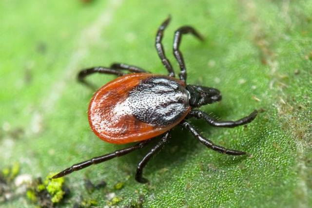 Лекарство от журналистских клещей