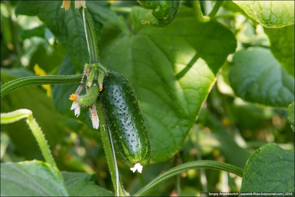 Фото с сайта skyscrapercity.com