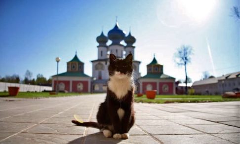 Памяти Принцессы, или Некролог о кошке
