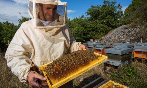 Как не ошибиться, покупая мед?