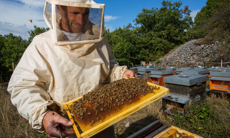 Как не ошибиться, покупая мед?