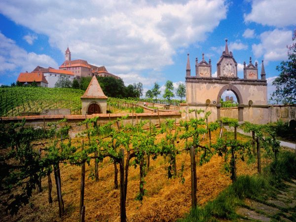 world_austria_austrian_vineyard_007832_
