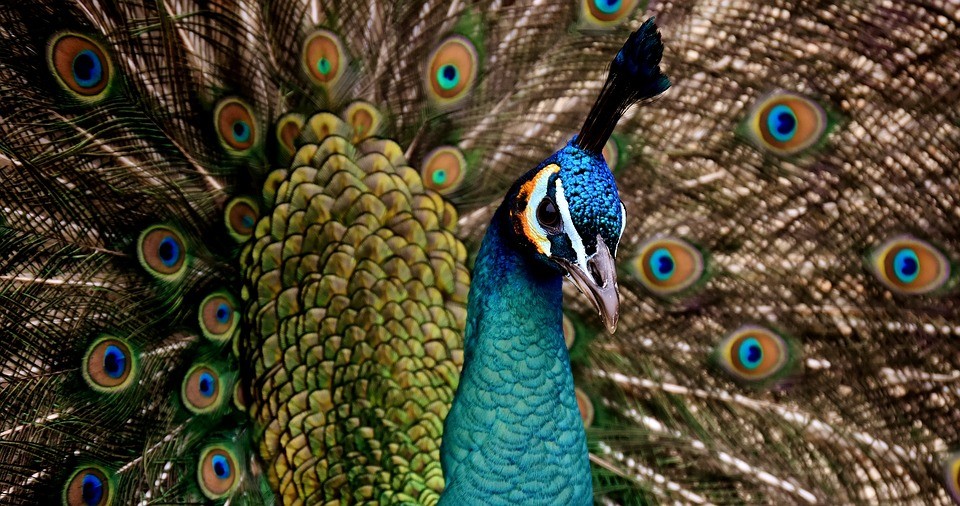 peacock 3080897 960 720