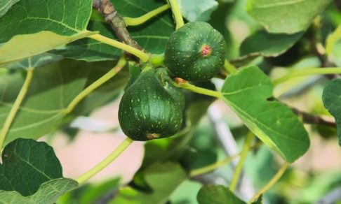 смоковница