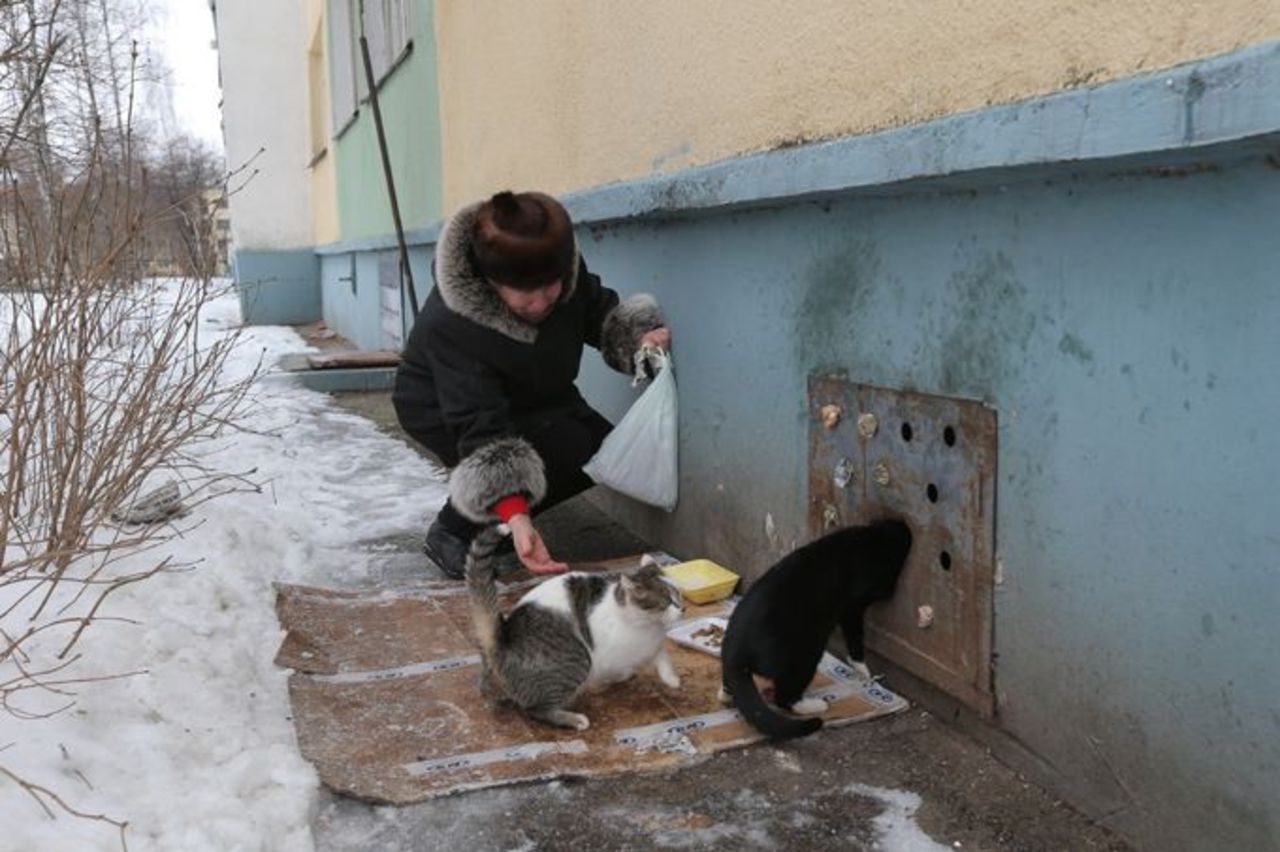 Помощь негде жить. Коты в подвале. Кот в подъезде. Бездомные животные в подвале. Бездомные животные в подъезде.