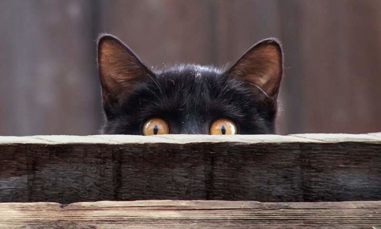 Земля на пороге и нож в дверном косяке