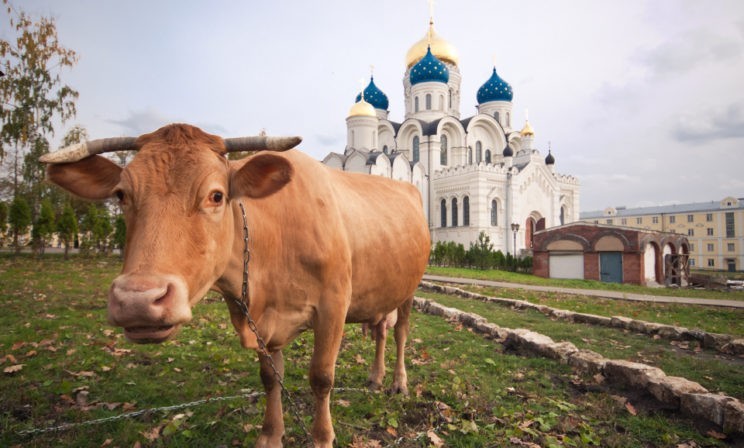 Корова для митрополита