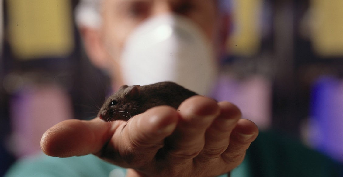 Если вы мышь с болезнью Альцгеймера – вам повезло