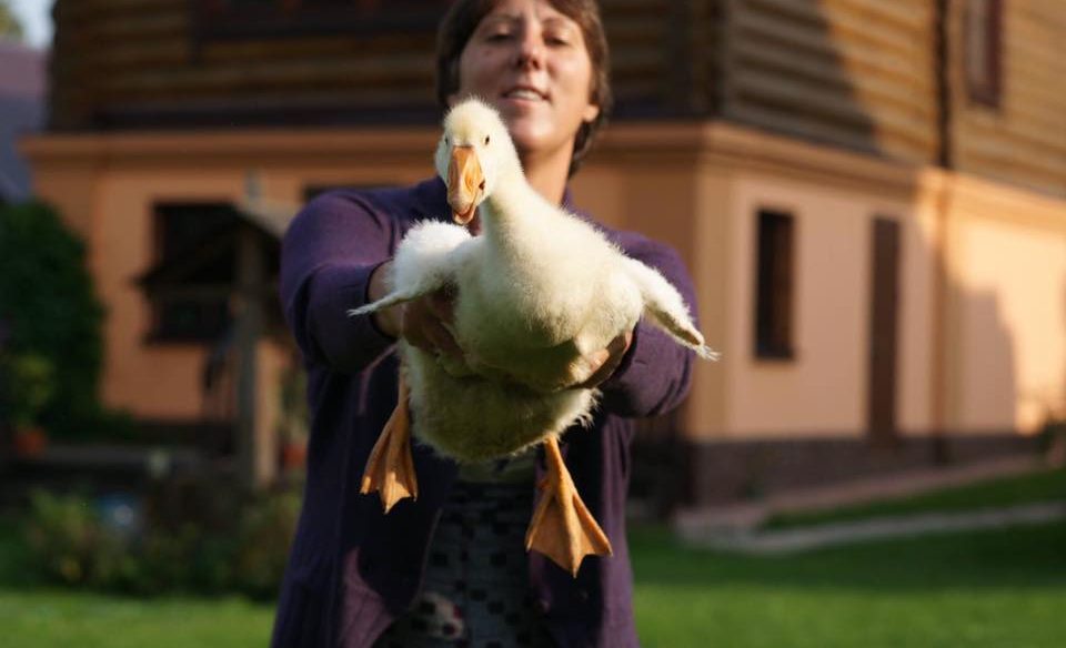 Гуси, самовар и небо Аустерлица