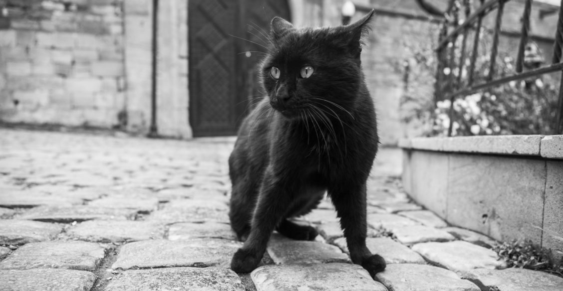 Кот Амфилохий: труды на монастырской кухне