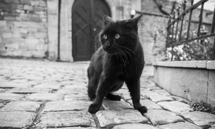 Кот Амфилохий: труды на монастырской кухне