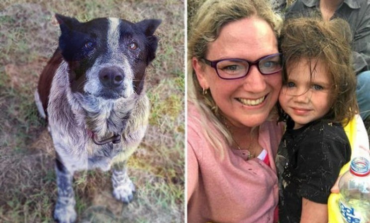 Трехлетнюю девочку искали всю ночь – ее спасла от смерти старая слепая собака