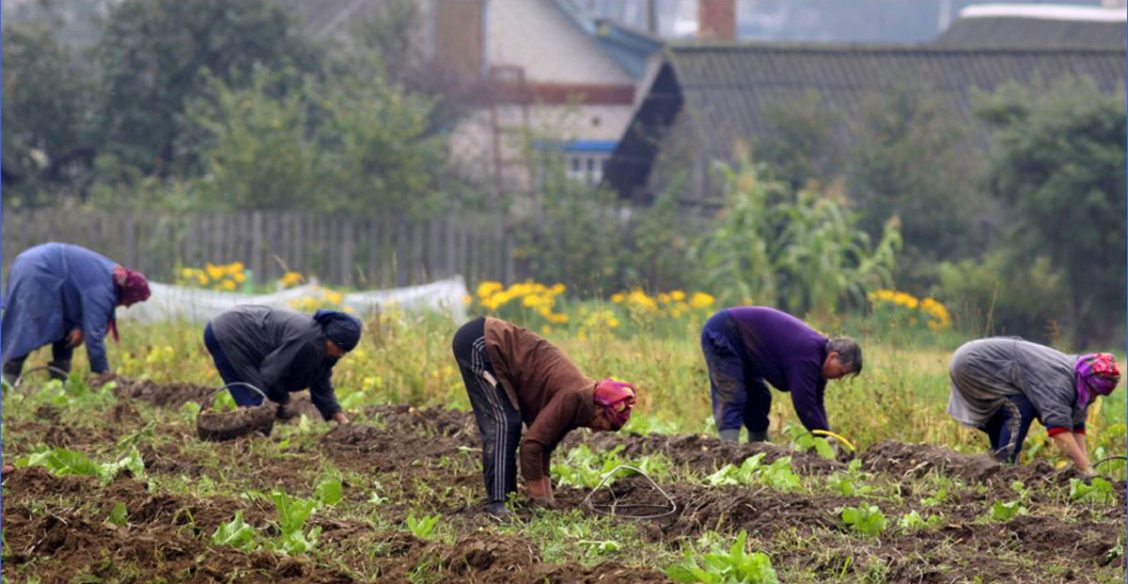 Доила, дура, коров всю жизнь - а могла бы свалить на Мальдивы